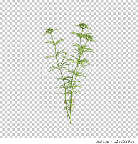 3d illustration of bush Galium aparine isolated on transparent background 129252918