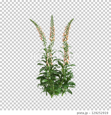 3d illustration of bush Digitalis purpurea isolated on transparent background 3d illustration of bush Digitalis purpurea isolated on transparent background 129252919