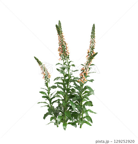 3d illustration of bush Digitalis purpurea isolated on transparent background 129252920