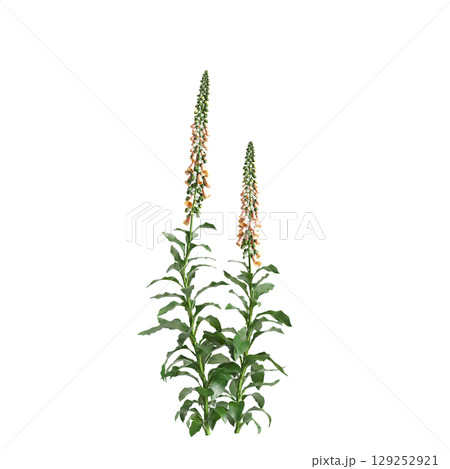 3d illustration of bush Digitalis purpurea isolated on transparent background 129252921