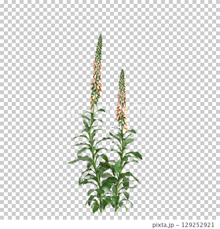 3d illustration of bush Digitalis purpurea isolated on transparent background 129252921