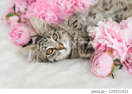 Adorable tabby kitten lies among lush pink peonies on white surface 129252931