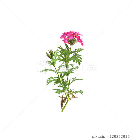 3d illustration of bush glandularia tenera isolated on transparent background 3d illustration of bush glandularia tenera isolated on transparent background 129252936