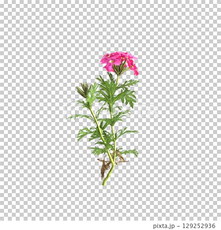 3d illustration of bush glandularia tenera isolated on transparent background 3d illustration of bush glandularia tenera isolated on transparent background 129252936