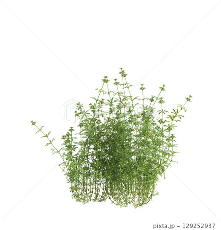 3d illustration of bush Galium aparine isolated on transparent background 129252937