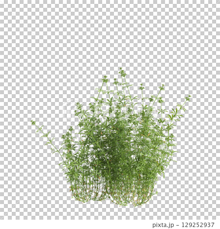 3d illustration of bush Galium aparine isolated on transparent background 129252937
