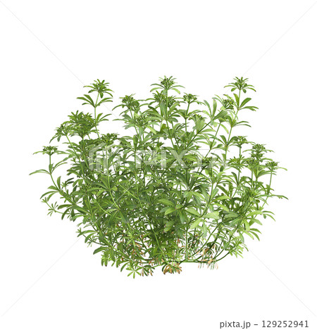 3d illustration of bush Galium aparine isolated on transparent background 3d illustration of bush Galium aparine isolated on transparent background 129252941