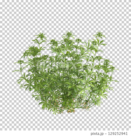 3d illustration of bush Galium aparine isolated on transparent background 3d illustration of bush Galium aparine isolated on transparent background 129252941