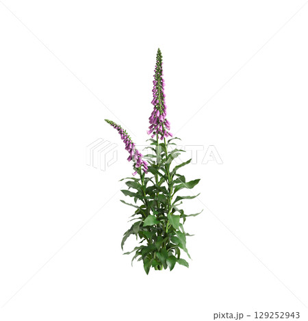 3d illustration of bush Digitalis purpurea isolated on transparent background 129252943