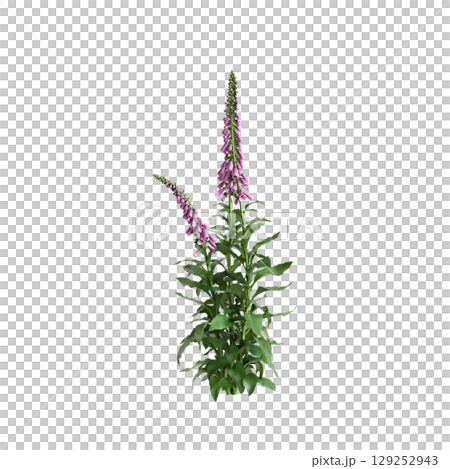 3d illustration of bush Digitalis purpurea isolated on transparent background 129252943
