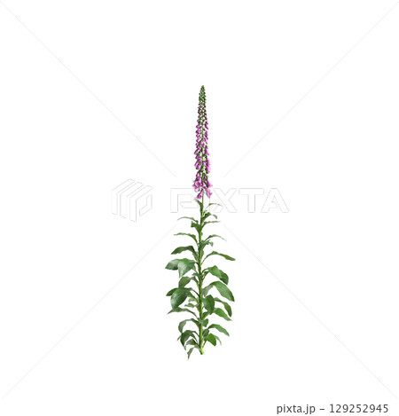 3d illustration of bush Digitalis purpurea isolated on transparent background 3d illustration of bush Digitalis purpurea isolated on transparent background 129252945