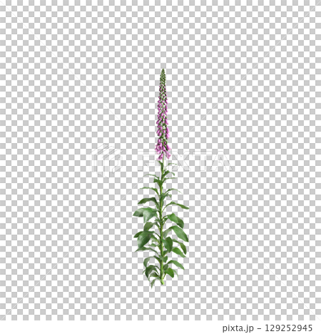 3d illustration of bush Digitalis purpurea isolated on transparent background 3d illustration of bush Digitalis purpurea isolated on transparent background 129252945