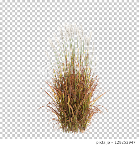 3d illustration of bush Miscanthus purpurascens isolated on transparent background 3d illustration of bush Miscanthus purpurascens isolated on transparent background 129252947