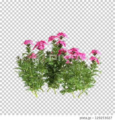 3d illustration of bush glandularia tenera isolated on transparent background 129253027