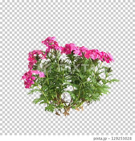 3d illustration of bush glandularia tenera isolated on transparent background 129253028