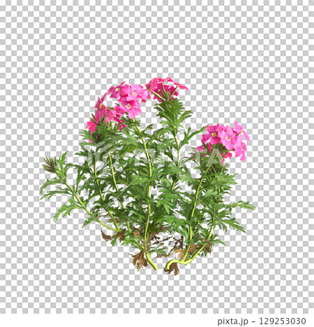 3d illustration of bush glandularia tenera isolated on transparent background 129253030