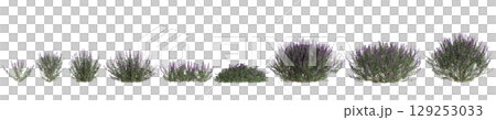 3d illustration of set bush Salvia leucantha isolated on transparent background 129253033
