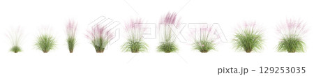 3d illustration of set bush Muhly grass isolated on transparent background 129253035
