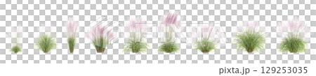 3d illustration of set bush Muhly grass isolated on transparent background 129253035