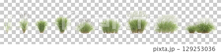 3d illustration of set bush Miscanthus sinensis isolated on transparent background 129253036