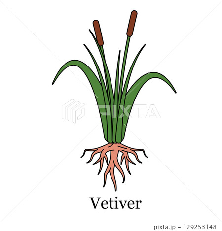 illustration of vetiver plant extensive root reed like foliage for essential oils soil conservation natural cosmetic and sustainable farming practices 129253148
