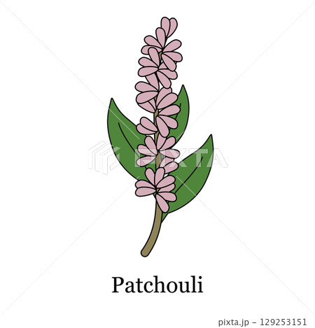illustration of patchouli pale pink flowers for essential oils perfume aromatherapy and natural cosmetic industry illustration of patchouli pale pink flowers for essential oils perfume aromatherapy and natural cosmetic industry 129253151