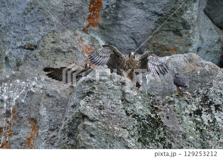 海岸や山地の崖でのバードウォッチングで見られるかっこいいハンター、人気のある野鳥ハヤブサ 海岸や山地の崖でのバードウォッチングで見られるかっこいいハンター、人気のある野鳥ハヤブサ 129253212