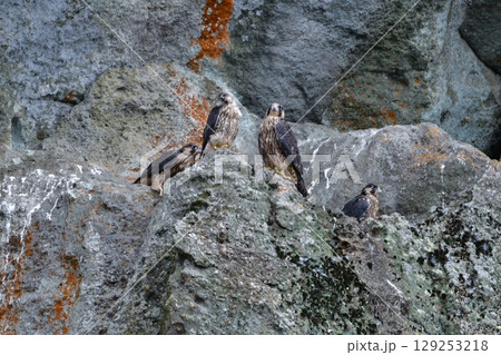 海岸や山地の崖でのバードウォッチングで見られるかっこいいハンター、人気のある野鳥ハヤブサ 海岸や山地の崖でのバードウォッチングで見られるかっこいいハンター、人気のある野鳥ハヤブサ 129253218