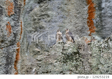 海岸や山地の崖でのバードウォッチングで見られるかっこいいハンター、人気のある野鳥ハヤブサ 129253219