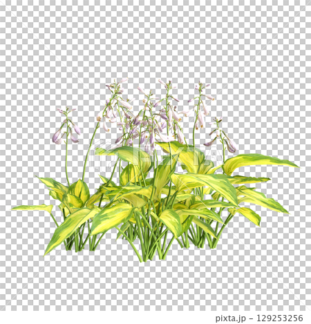 3d illustration of bush Hosta justine isolated on transparent background 3d illustration of bush Hosta justine isolated on transparent background 129253256