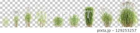 3d illustration of set bush Miscanthus sacchariflorus isolated on transparent background 129253257