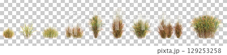 3d illustration of set bush Miscanthus purpurascens isolated on transparent background 129253258