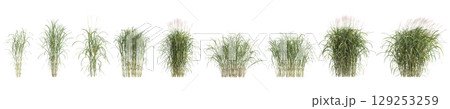 3d illustration of set bush Miscanthus floridulus isolated on transparent background 3d illustration of set bush Miscanthus floridulus isolated on transparent background 129253259