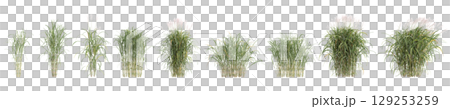 3d illustration of set bush Miscanthus floridulus isolated on transparent background 129253259