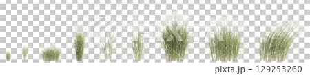 3d illustration of set bush Miscanthus flavidus isolated on transparent background 129253260