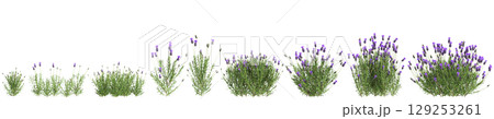 3d illustration of set bush Lavandula stoechas isolated on transparent background 129253261