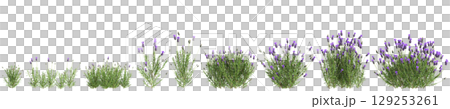 3d illustration of set bush Lavandula stoechas isolated on transparent background 129253261