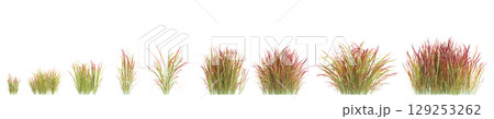 3d illustration of set bush Imperata cylindrica rubra isolated on transparent background 3d illustration of set bush Imperata cylindrica rubra isolated on transparent background 129253262