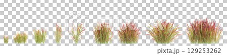 3d illustration of set bush Imperata cylindrica rubra isolated on transparent background 129253262