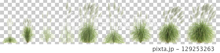 3d illustration of set bush Cortaderia selloana isolated on transparent background 129253263