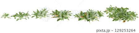 3d illustration of set bush Stachys byzantina isolated on transparent background 3d illustration of set bush Stachys byzantina isolated on transparent background 129253264