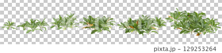 3d illustration of set bush Stachys byzantina isolated on transparent background 129253264