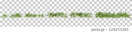 3d illustration of set bush Stachys byzantina isolated on transparent background 3d illustration of set bush Stachys byzantina isolated on transparent background 129253265