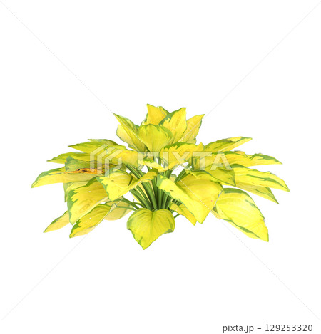 3d illustration of bush Hosta rainforest sunrise isolated on transparent background 3d illustration of bush Hosta rainforest sunrise isolated on transparent background 129253320