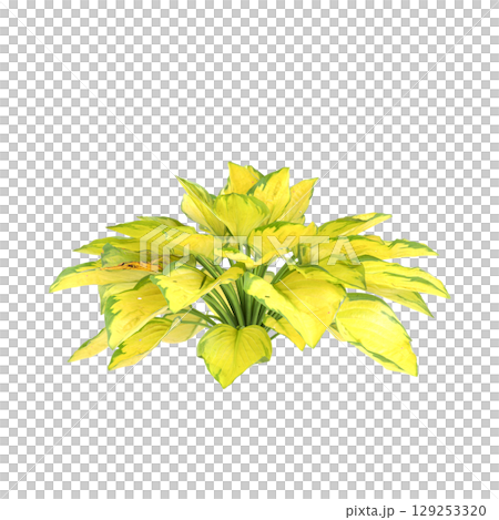 3d illustration of bush Hosta rainforest sunrise isolated on transparent background 3d illustration of bush Hosta rainforest sunrise isolated on transparent background 129253320