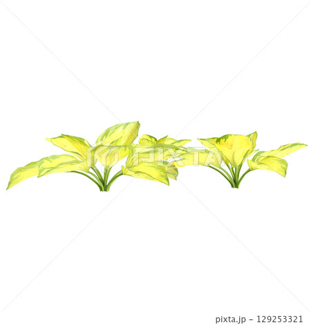3d illustration of bush Hosta rainforest sunrise isolated on transparent background 3d illustration of bush Hosta rainforest sunrise isolated on transparent background 129253321