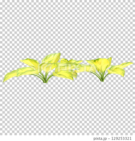 3d illustration of bush Hosta rainforest sunrise isolated on transparent background 3d illustration of bush Hosta rainforest sunrise isolated on transparent background 129253321