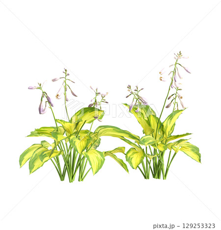 3d illustration of bush Hosta justine isolated on transparent background 129253323