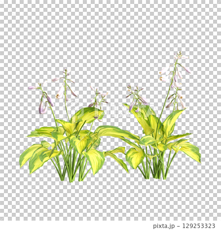 3d illustration of bush Hosta justine isolated on transparent background 129253323
