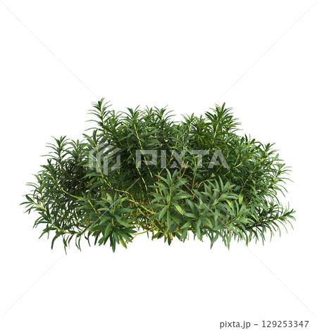 3d illustration of bush Iberis sempervirens isolated on transparent background 129253347